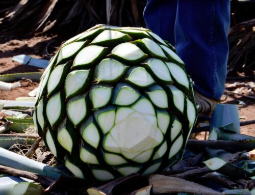 Équipement commercial de distillerie de tequila : de l'agave à l'añejo